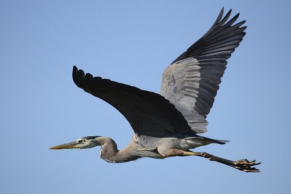 Top Ten Largest Migratory Birds In Canada Earth Rangers Wild Wire Blog