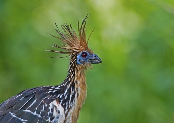 Top Ten Birds with Cool Hairstyles | Earth Rangers Wild Wire Blog