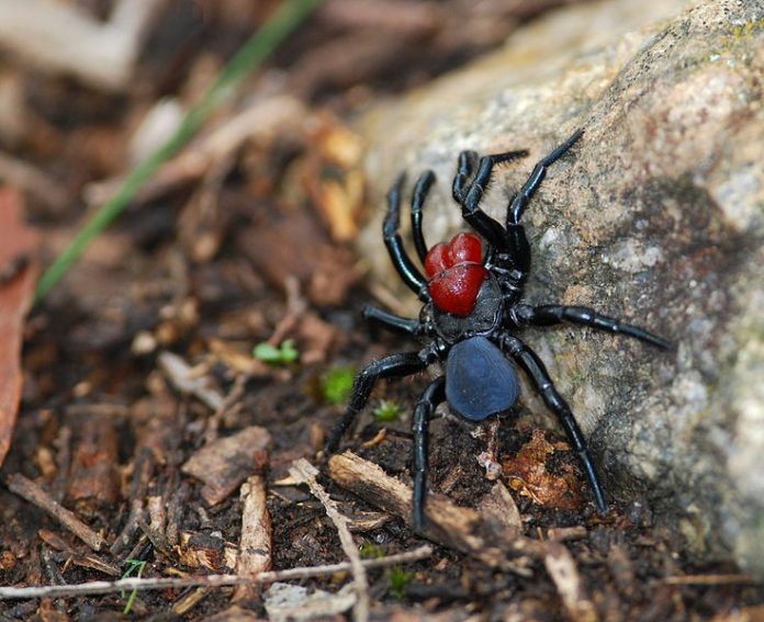 Top Ten Scariest Spiders | Earth Rangers Wild Wire Blog