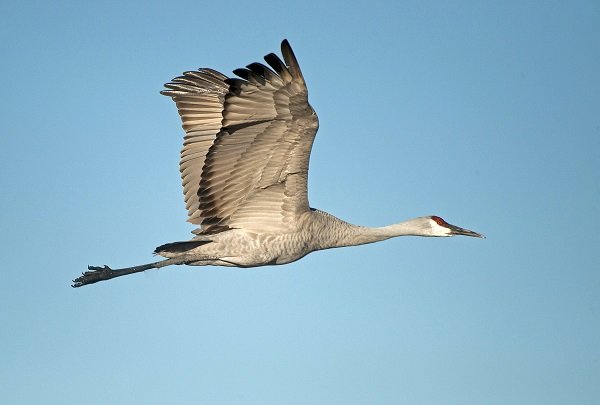 Top Ten Largest Migratory Birds in Canada | Earth Rangers Wild Wire Blog