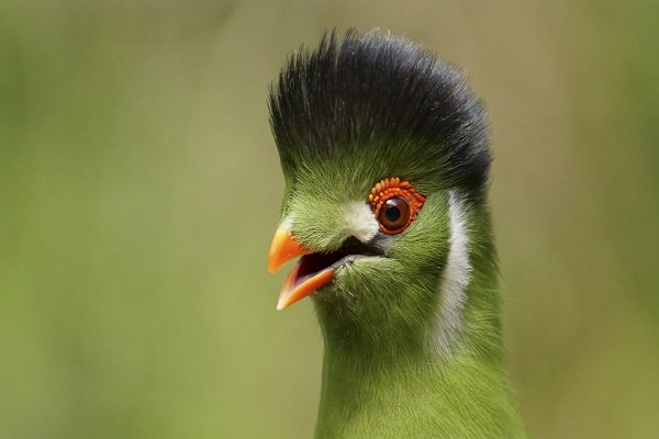 Top Ten Birds with Cool Hairstyles | Earth Rangers Wild Wire Blog