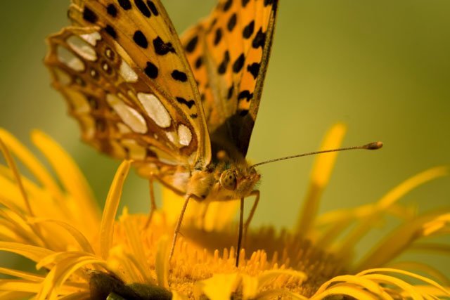 yellow butterfly flower feeding