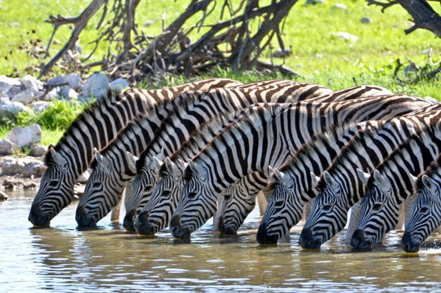 Stripes on a Zebra